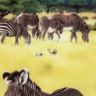 Zebras